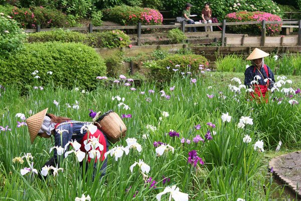 🏞️ 야쿠시이케 공원 (야쿠시이케 코엔) 이미지 6